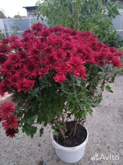 Хризантема мультифлора сортовая