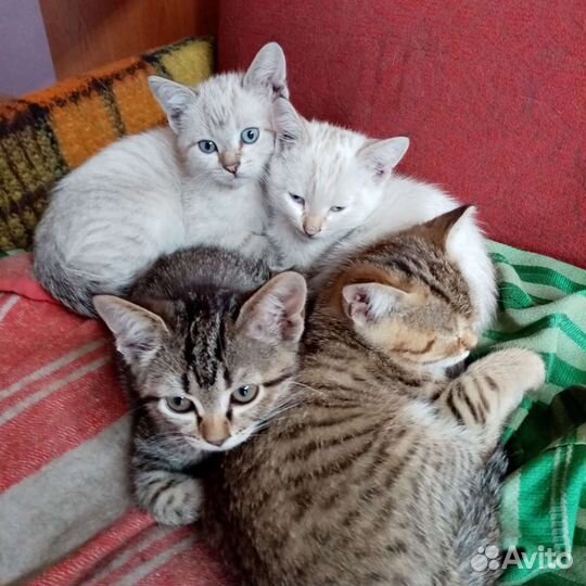 Котята в добрые руки