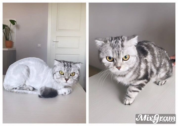 Стрижка собак и кошек (груминг)