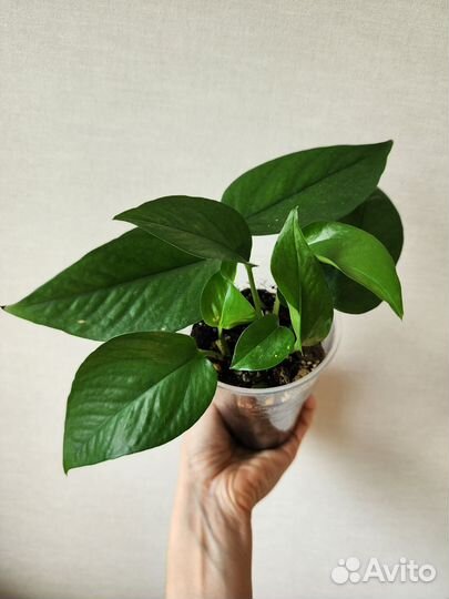 Эпипремнум