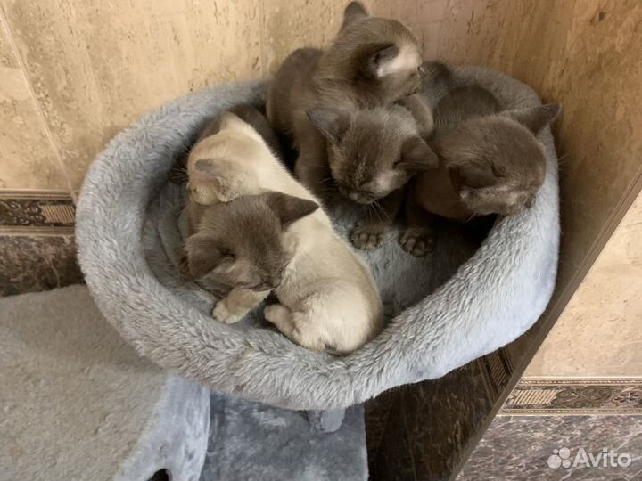 Бурманские котята