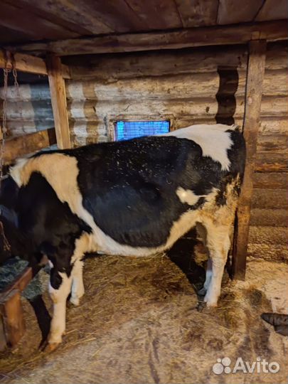 Продам телку,быка