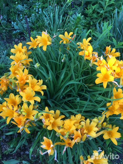 Ирисы,лилейник