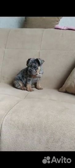 Французский бульдог мальчик