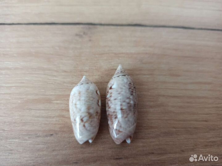 Морская раковина