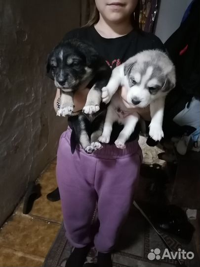 Щенки хаски