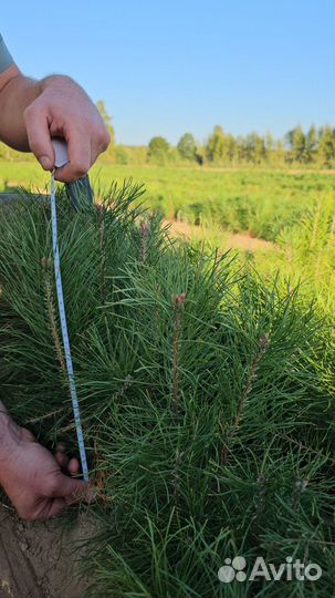 Ель Европейская окс Picea abies