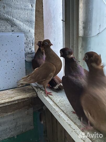 Голуби 3 пары по договорной цень