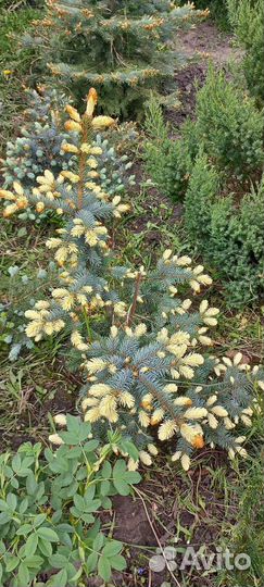 Декоративные и плодовые растения