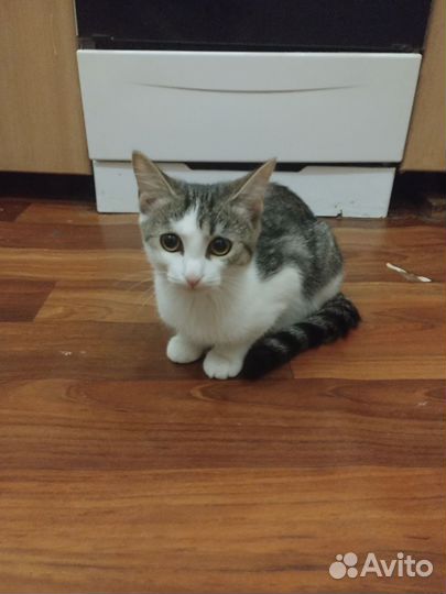 Кошки в добрые руки