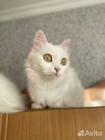 Продам турецкую ангорку