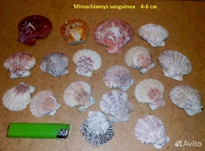 Раковина морская, звезда, ракушки