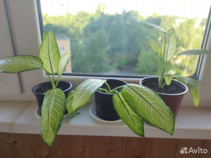 Диффенбахия