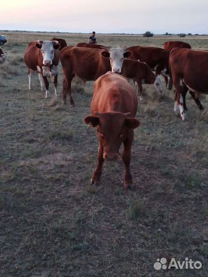 Один бык 7 месяцев и Одна телка 13 месяца
