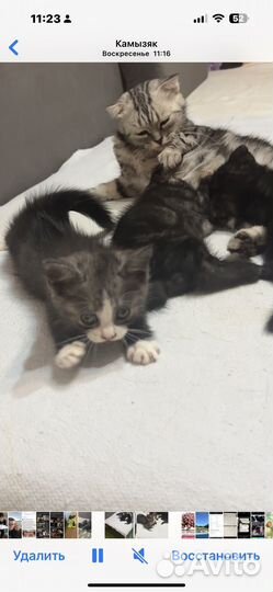 Шотландская кошка в добрые руки