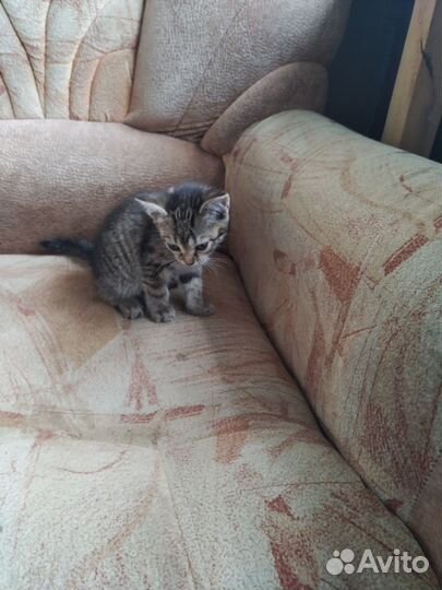 Милые котята