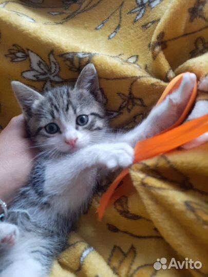 Кошка в дар