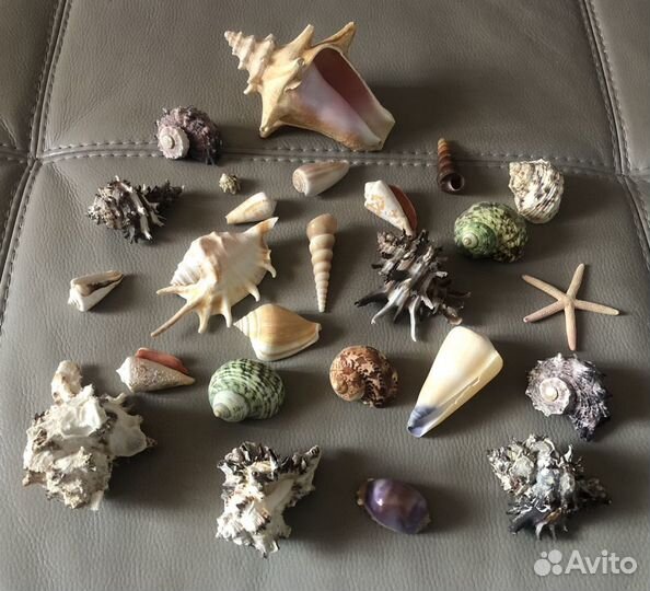 Морские ракушки/ океанские раковины
