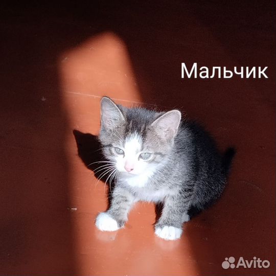 Котята в дар