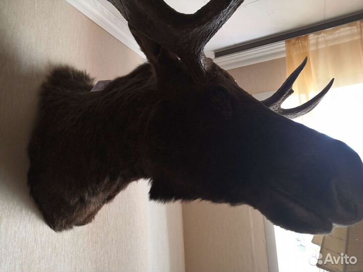 Чучело лося