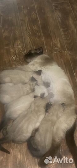 Котята сиамские