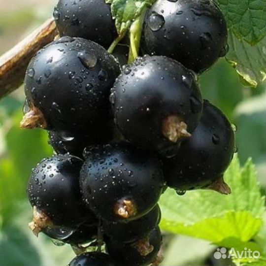 Саженцы разные в наличии, многолетние цветы также