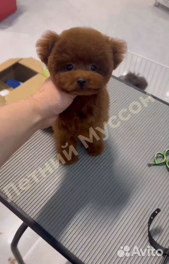 Пудель Тедди мальчик Китай