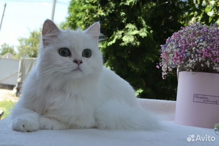 Британская длинношерстная шиншилла окрас сs12