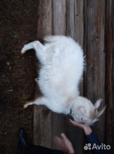 Продам козла