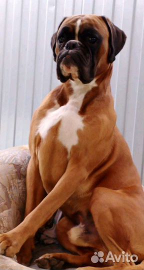 Боксер. Вязка