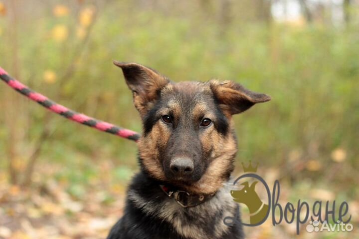 Чипай - песик в самые заботливые руки