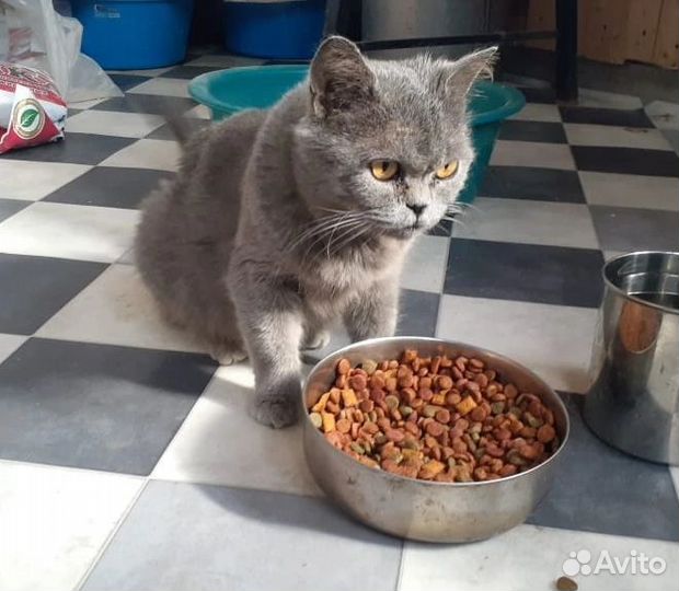 Кошечка стерилизованная британка