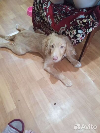 Собака в добрые руки