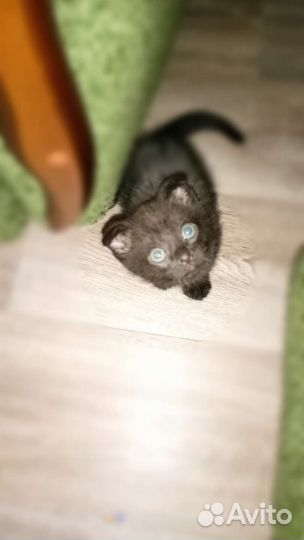 Домашние животные кошки