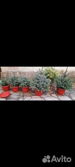 Кремлевские елочки