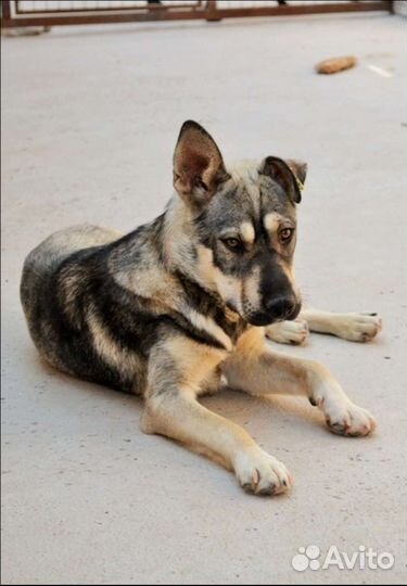 Собака бесплатно