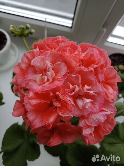 Пеларгония герань