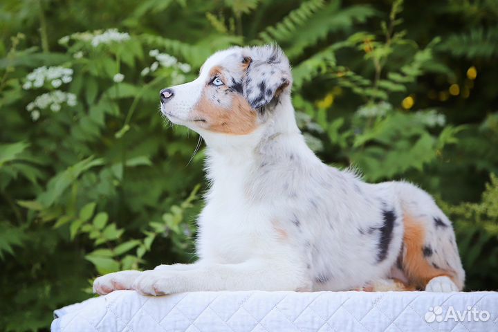 Девочки аусси