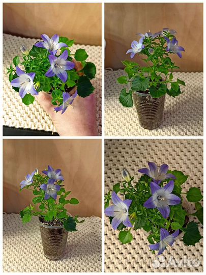 Кампанулы (цветущие)