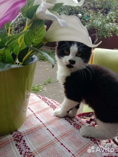 Котята домашние