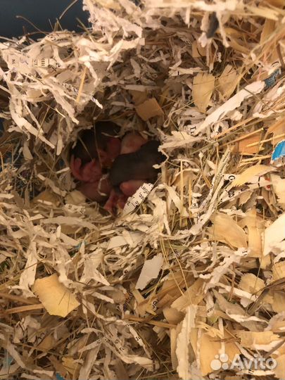 Песчанки монгольские