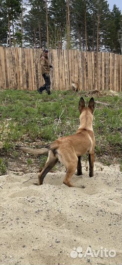 Щенки малинуа