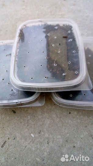 Черви Дендробена