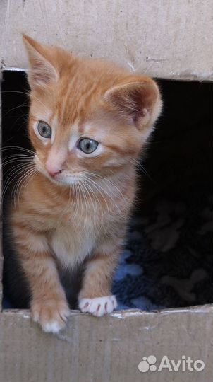 Отдам котика в добрые руки