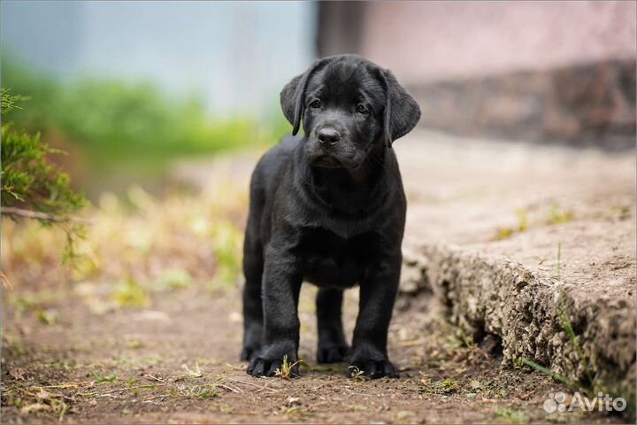 Лабрадор ретривер щенки