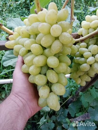 Саженцы винограда