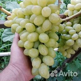 Саженцы винограда - купить в ��аратовской области