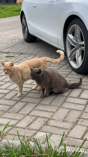 Кот в добрые руки