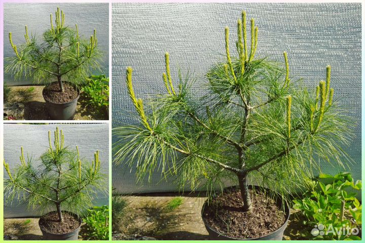 Крупномеры. Взрослые растения с закрытой корневой