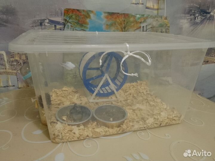 Джунгарский хомяк с контейнером и его содержимым